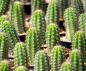 Preview: Trichocereus macrogonus var. pachanoi / SAN-PEDRO-KAKTUS
